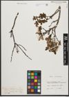 Foto von Salix waldsteiniana Willd.